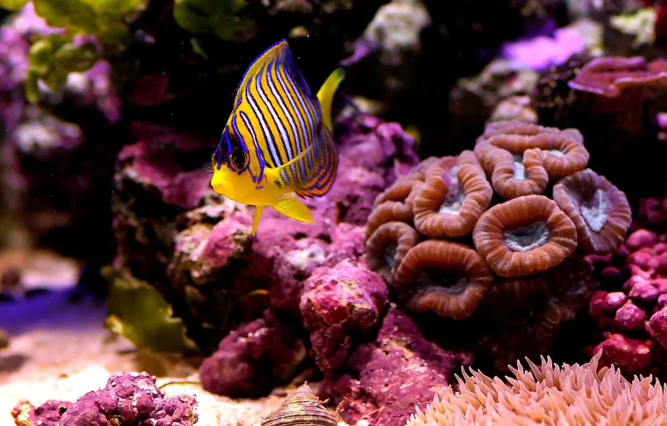 Photo wallpaper sea, macro, fish, the bottom, corals