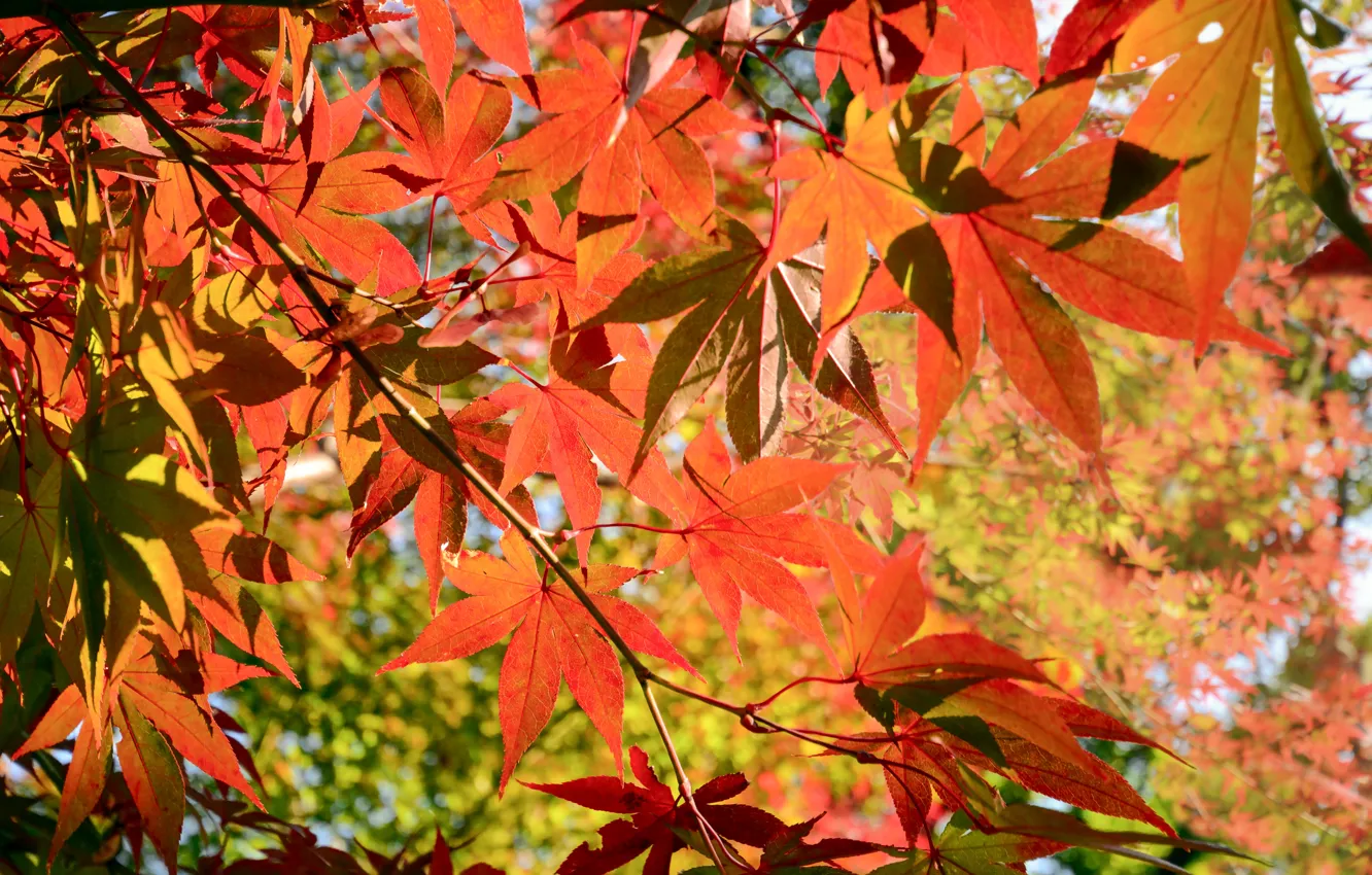 Photo wallpaper autumn, leaves, colorful, maple, autumn, leaves, autumn, maple