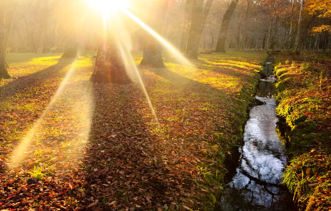 Photo wallpaper autumn, forest, leaves, rays, light, trees, nature, Park