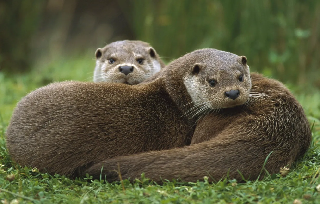 Photo wallpaper animals, wildlife, Mammals, otters