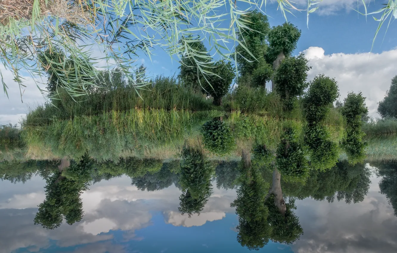 Photo wallpaper trees, lake, reflection