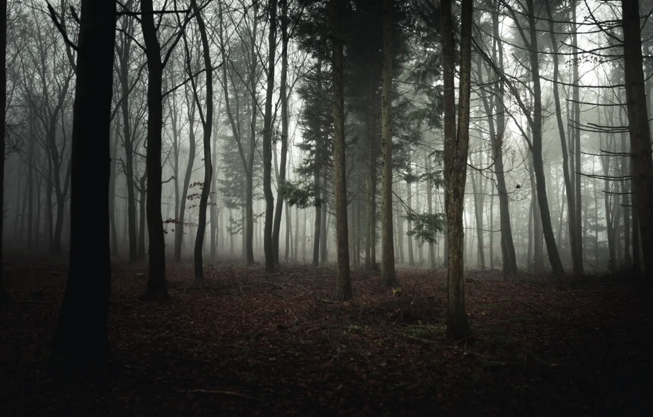 Photo wallpaper winter, forest, trees, nature