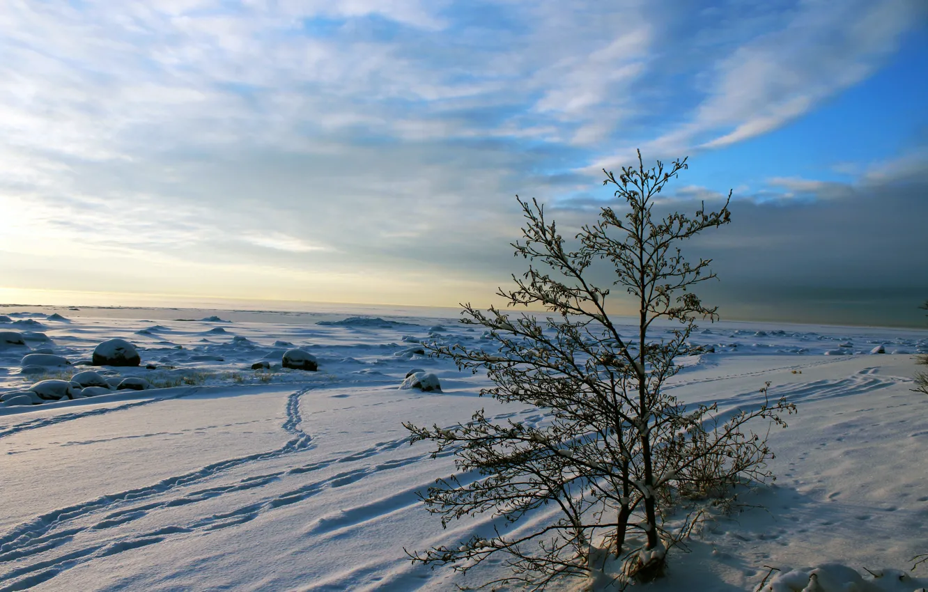 Photo wallpaper winter, the sky, clouds, trees, landscape, sunset, nature, real photo
