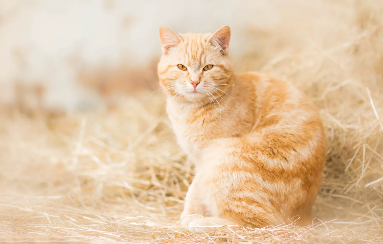 Photo wallpaper cat, look, hay, red, red cat