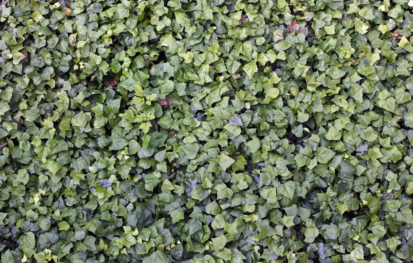 Photo wallpaper greens, summer, leaves, the bushes, Quattro, Sigma, Foveon