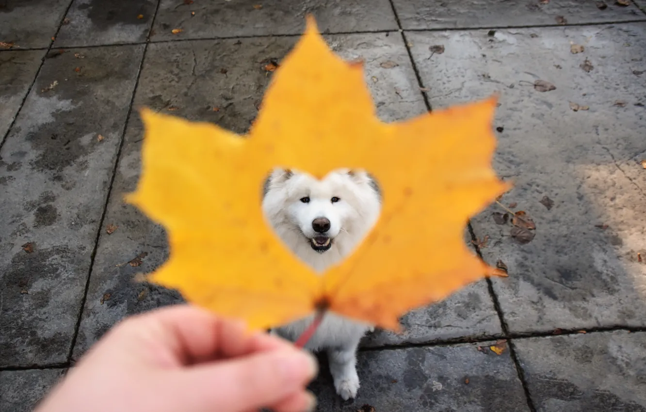 Photo wallpaper dog, look, pose, face, Samoyed