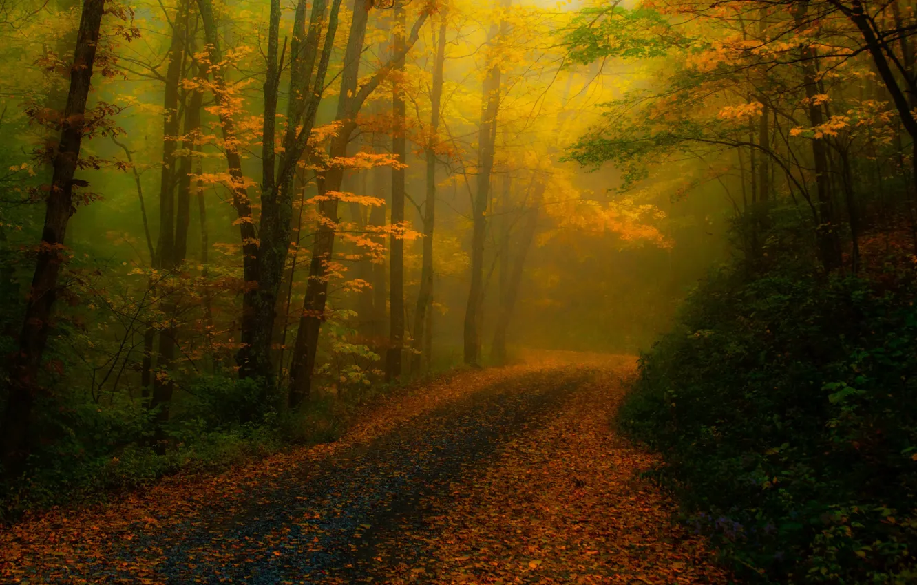 Photo wallpaper road, autumn, forest, trees, nature, fog, foliage, treatment