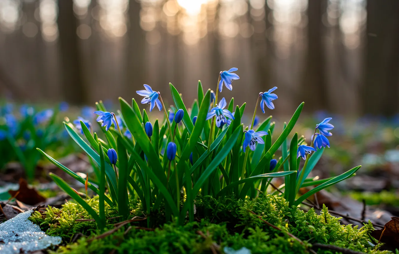 Photo wallpaper forest, the sun, moss, spring, forest, sun, Scilla, spring