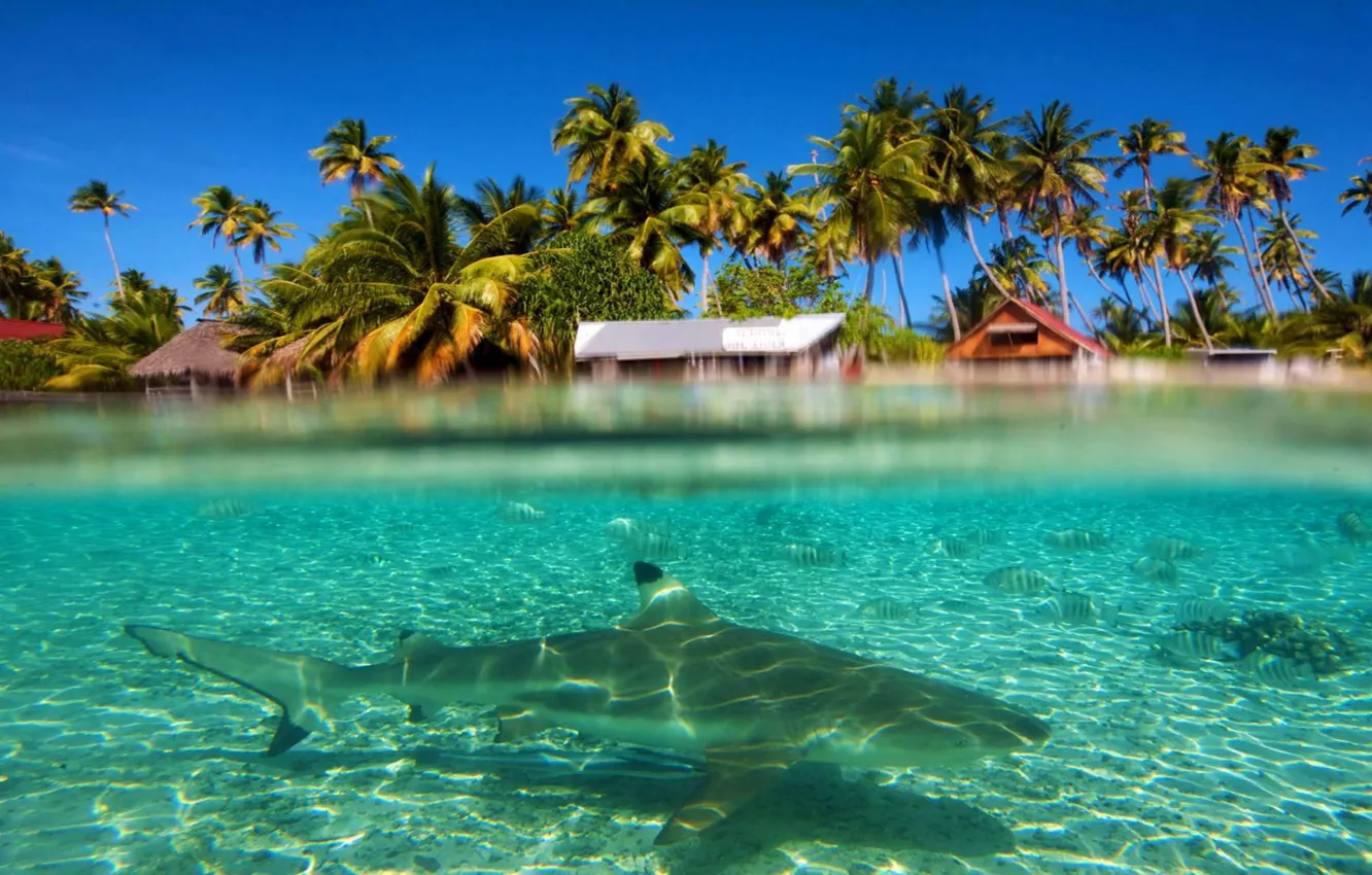 Photo wallpaper water, transparency, palm trees, the ocean, fish, resort, Laguna