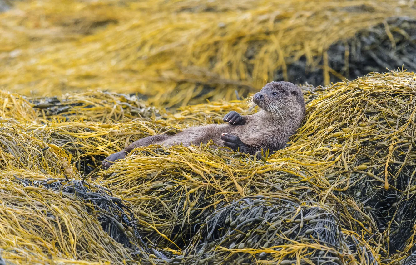 Photo wallpaper nature, lies, otter