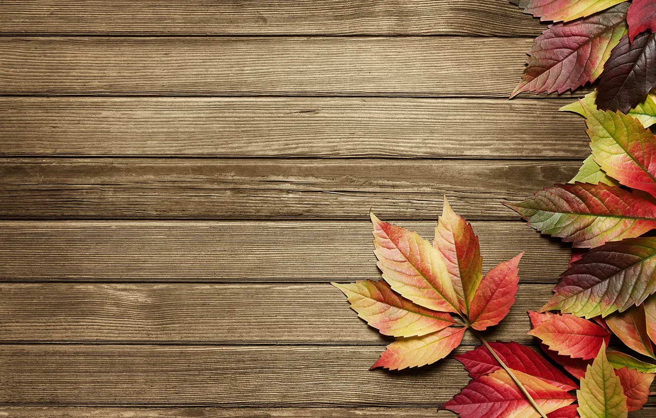 Photo wallpaper wood, autumn, pattern, leaves