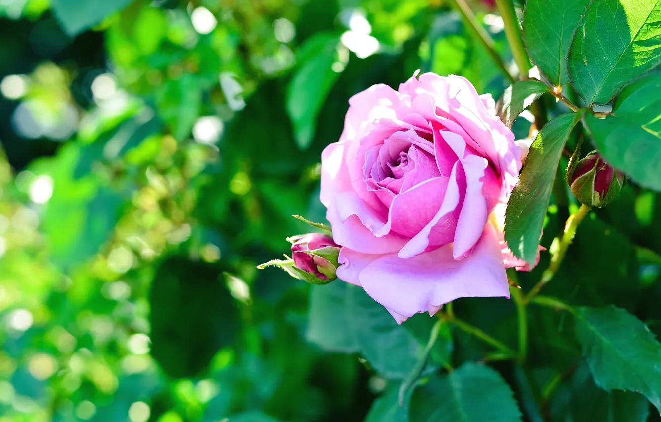 Photo wallpaper greens, leaves, flowers, bright, roses, garden, pink, buds