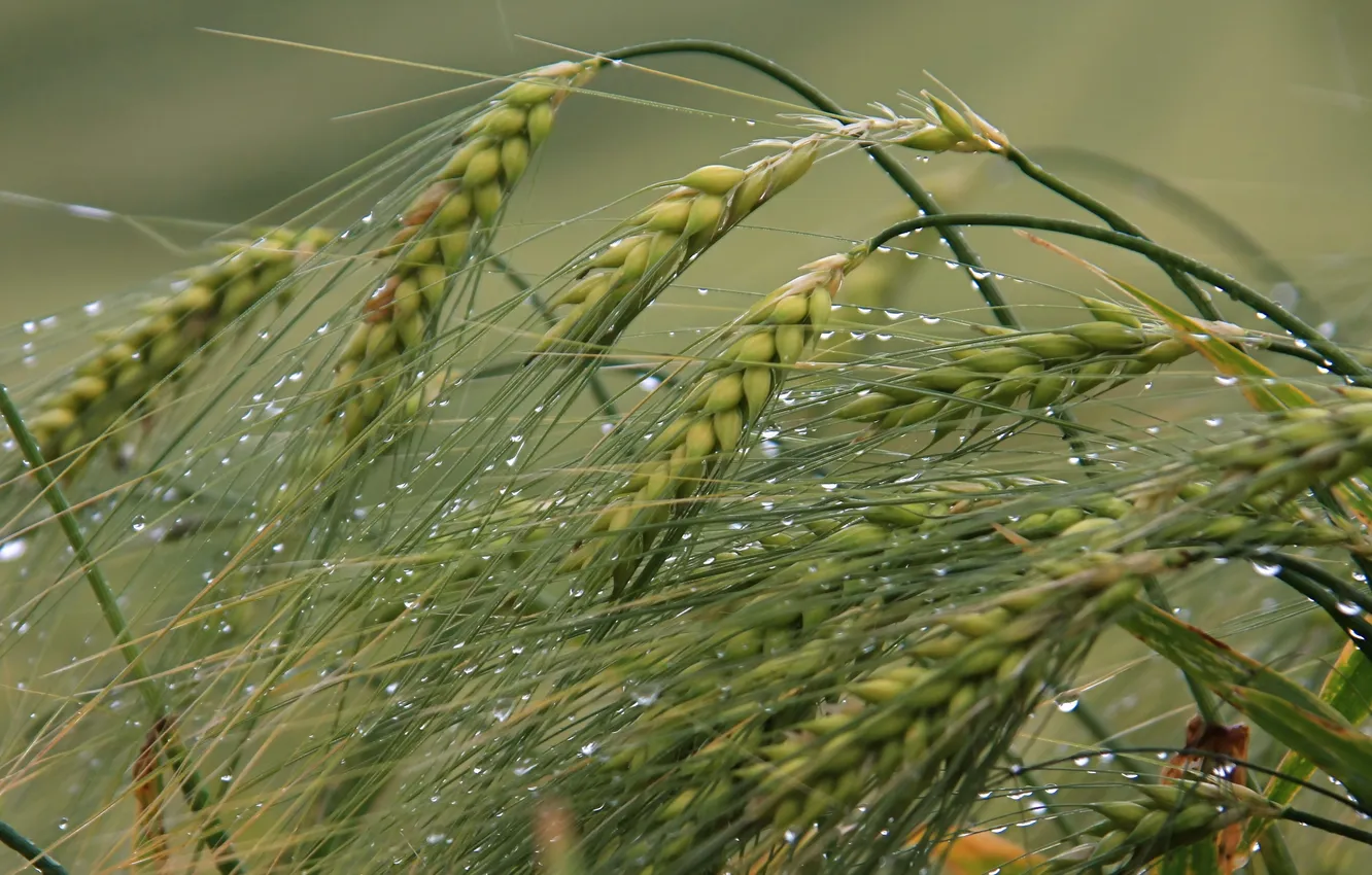 Photo wallpaper macro, nature, ears