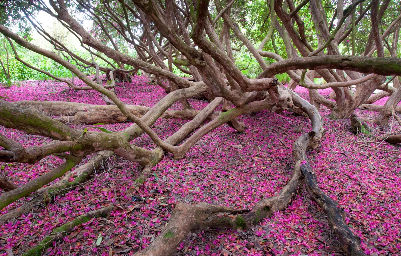 Photo wallpaper autumn, forest, leaves, trees, snag