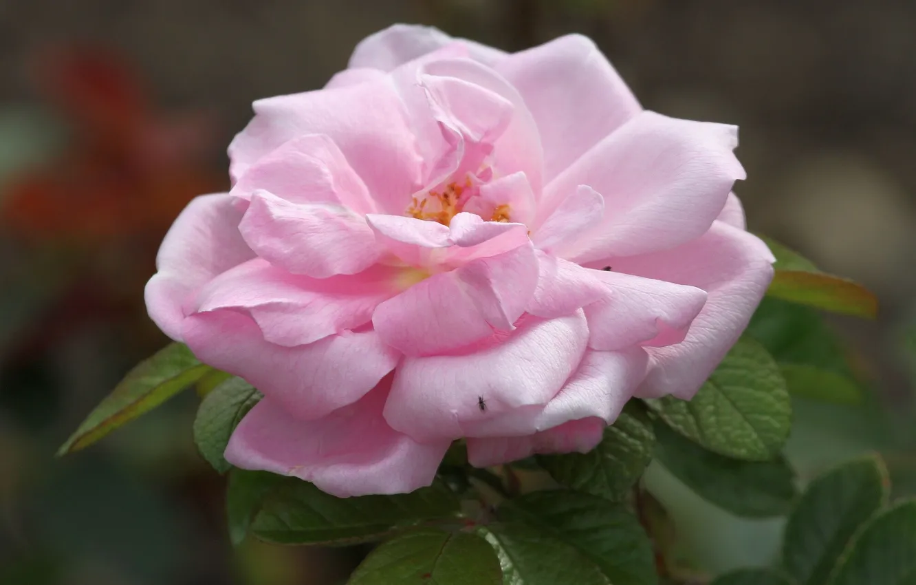 Photo wallpaper macro, roses, petals