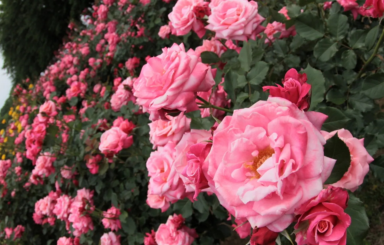Photo wallpaper roses, pink, the bushes