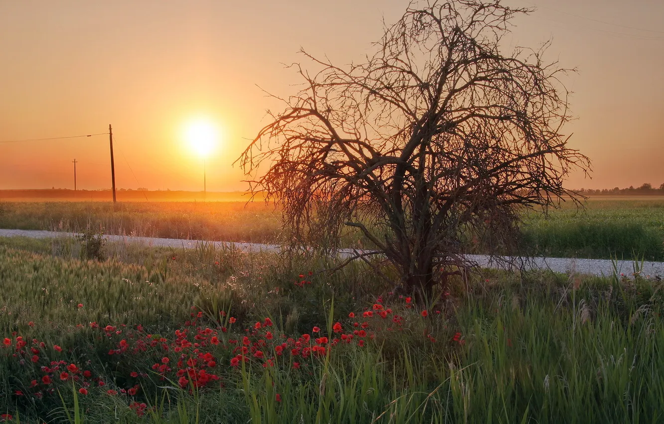 Photo wallpaper trees, sunset, Maki