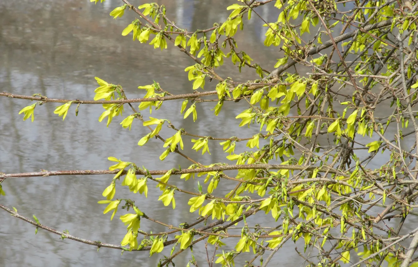 Photo wallpaper water, branches, Bush, spring 2018, meduzanol ©