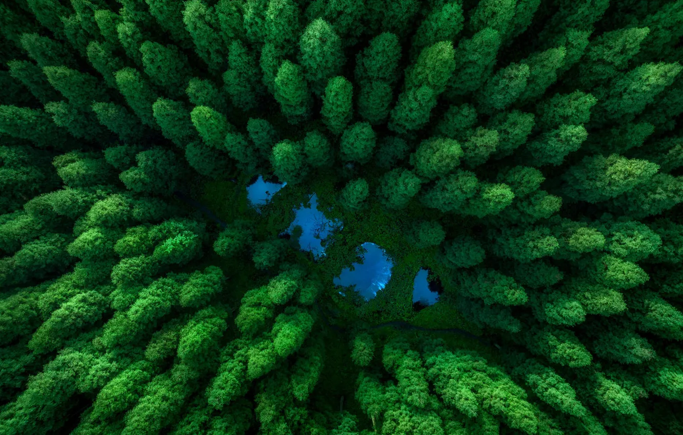 Photo wallpaper greens, forest, water, trees, nature, green, lake, a lot