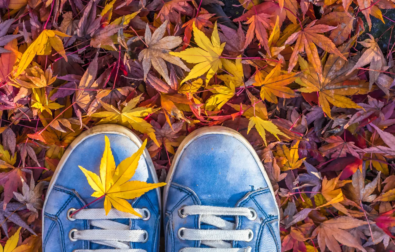 Photo wallpaper autumn, leaves, sneakers, laces