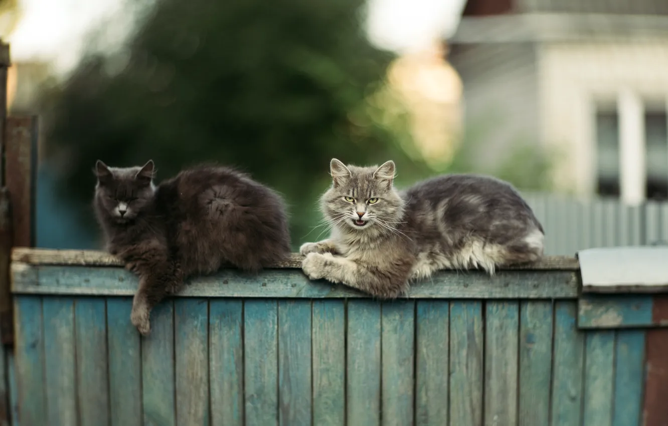 Photo wallpaper cat, cat, the fence