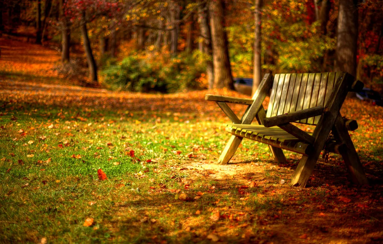 Photo wallpaper autumn, forest, grass, leaves, trees, bench, nature, Park