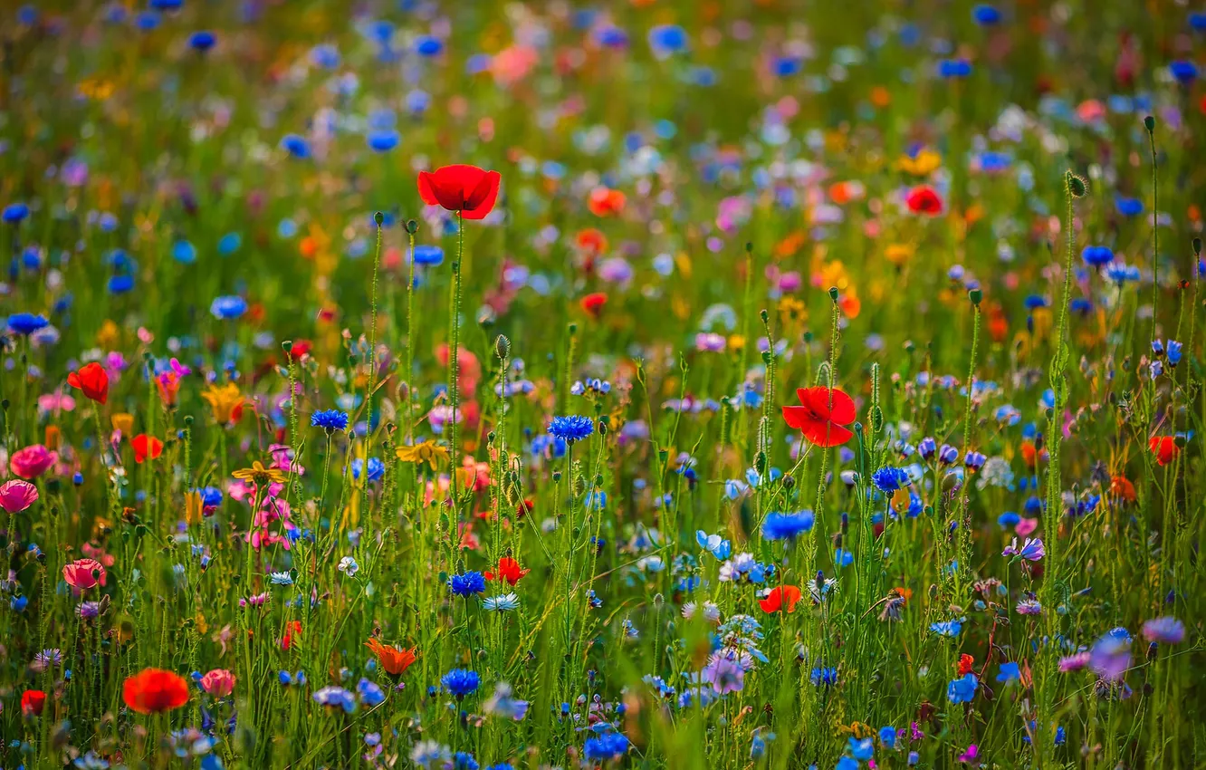 Photo wallpaper grass, flowers, meadow, different