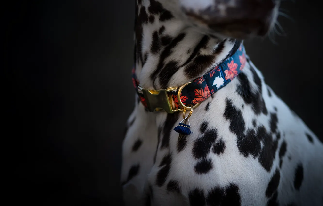 Photo wallpaper spot, collar, animal, pet