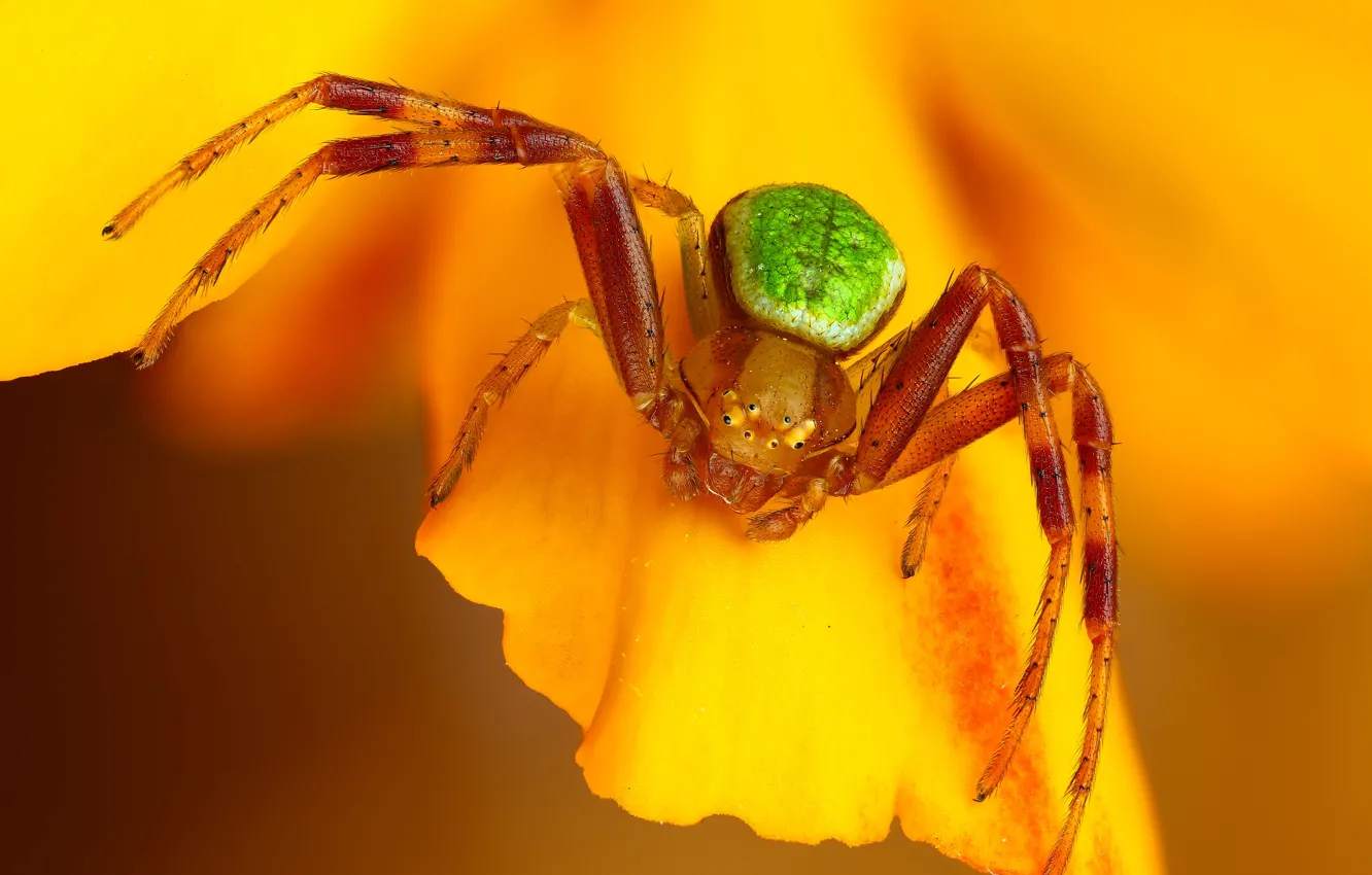 Photo wallpaper macro, flowers, yellow, background, spider