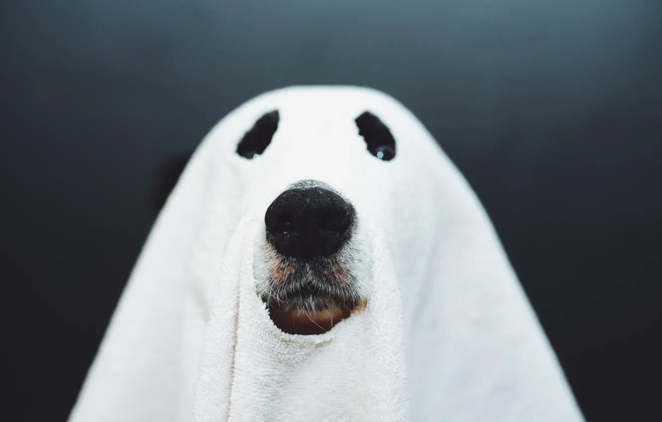 Photo wallpaper dog, nose, Ghost