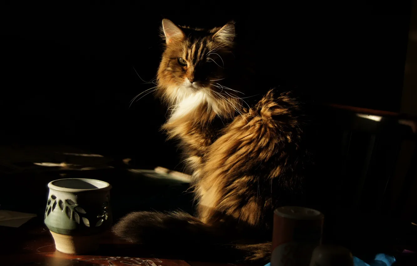 Photo wallpaper cat, look, table, vase