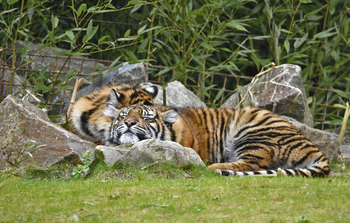 Photo wallpaper grass, cats, tiger, stay, sleep, pair, Amur
