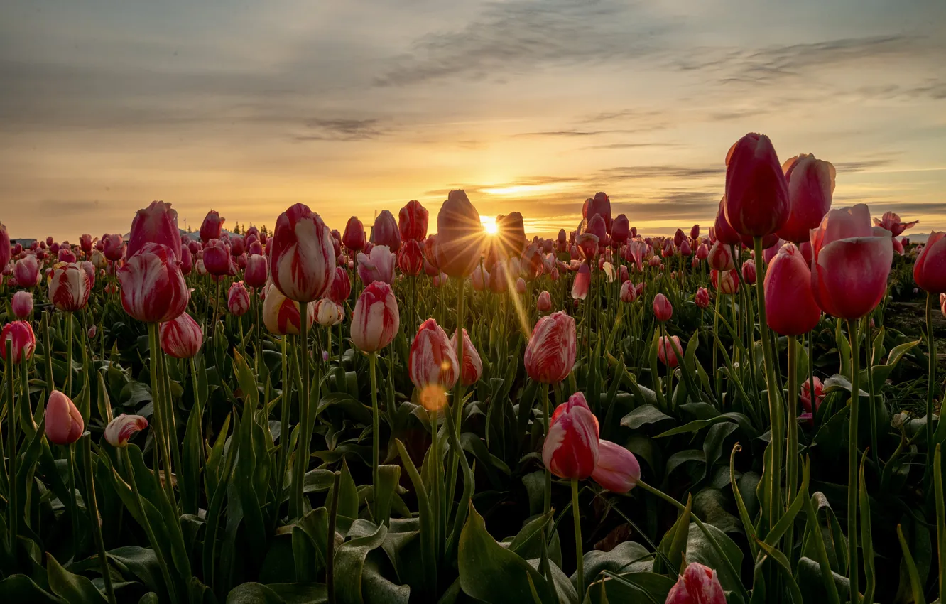 Photo wallpaper field, the sky, the sun, clouds, rays, sunset, flowers, red