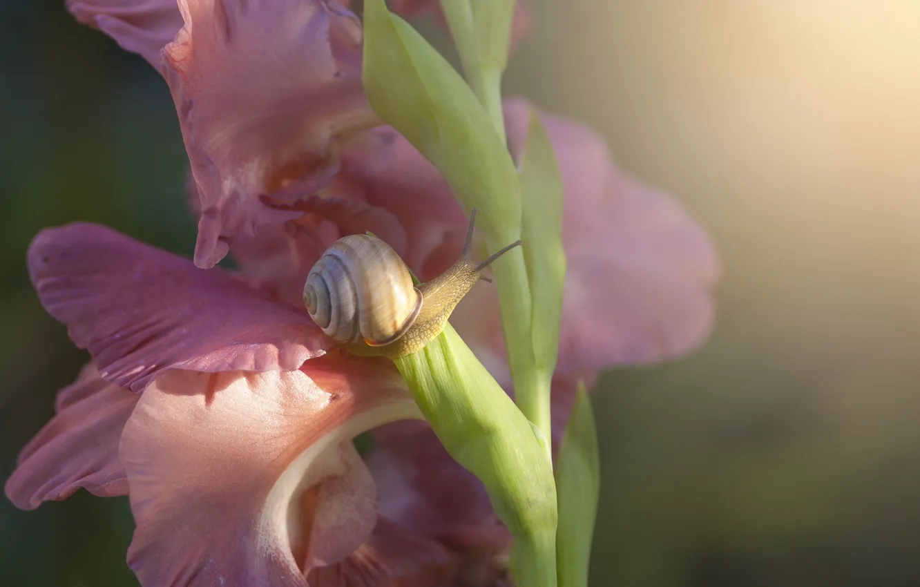 Photo wallpaper macro, flowers, snail, gladiolus