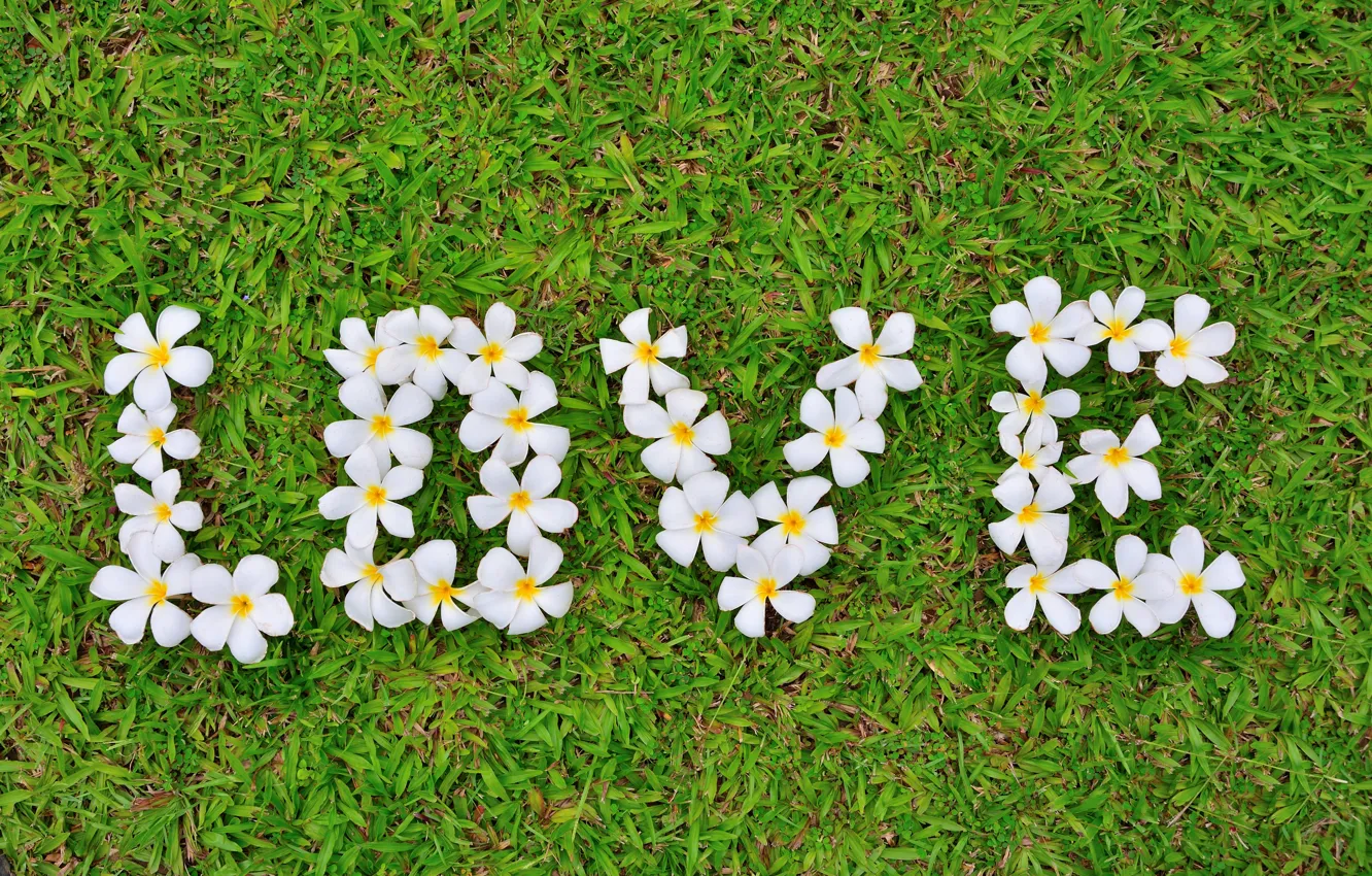 Photo wallpaper grass, love, flowers, love, white, grass, flowers, romantic