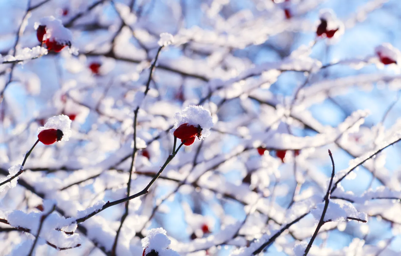 Photo wallpaper white, winter, snow, cold, twig