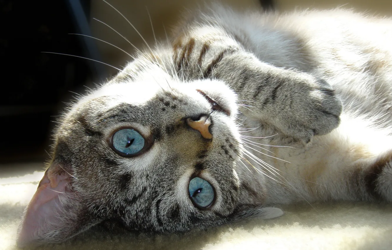 Photo wallpaper cat, eyes, cat, mustache, face, strips, animal, paws