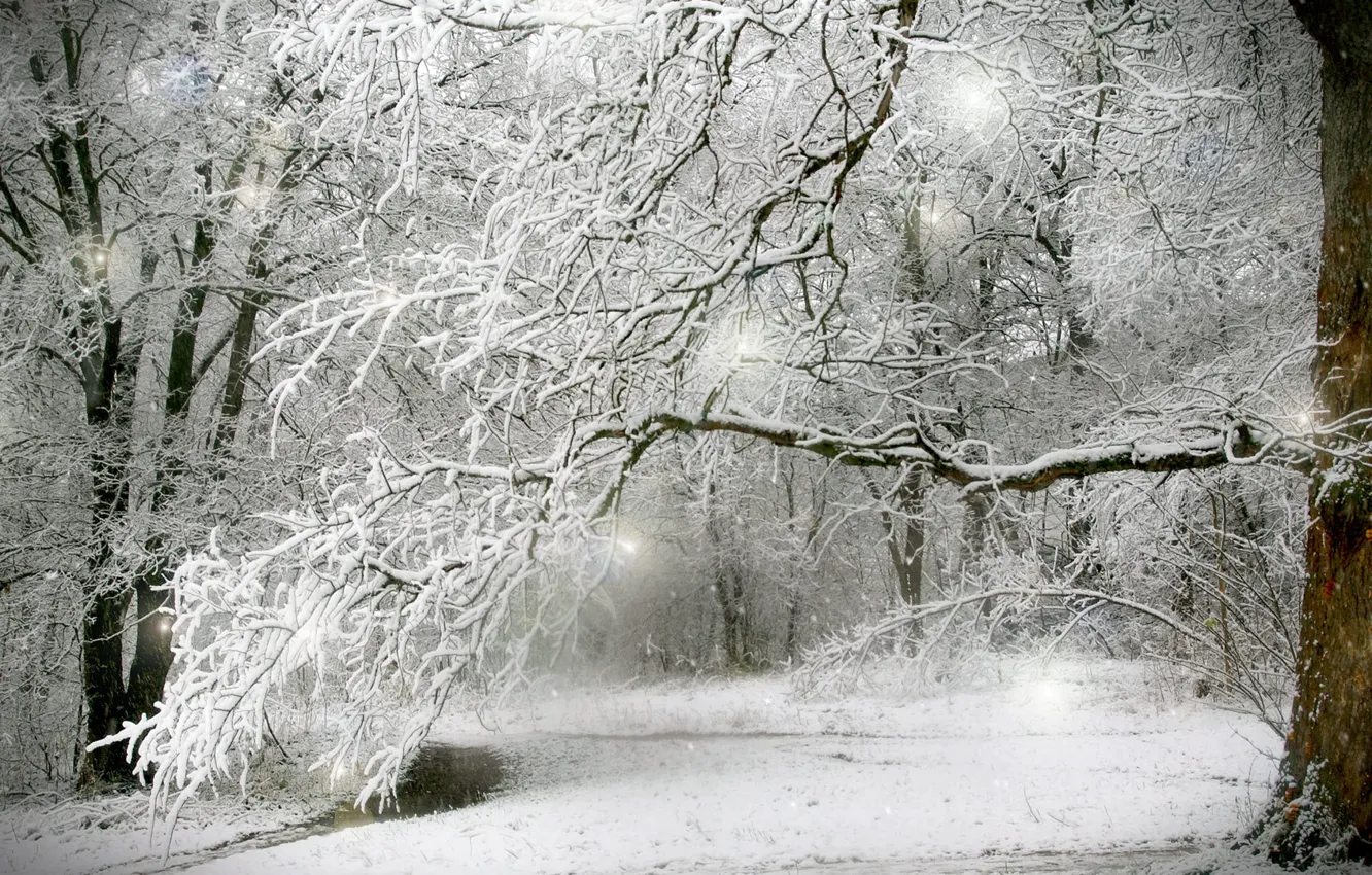 Photo wallpaper winter, forest, snow, trees