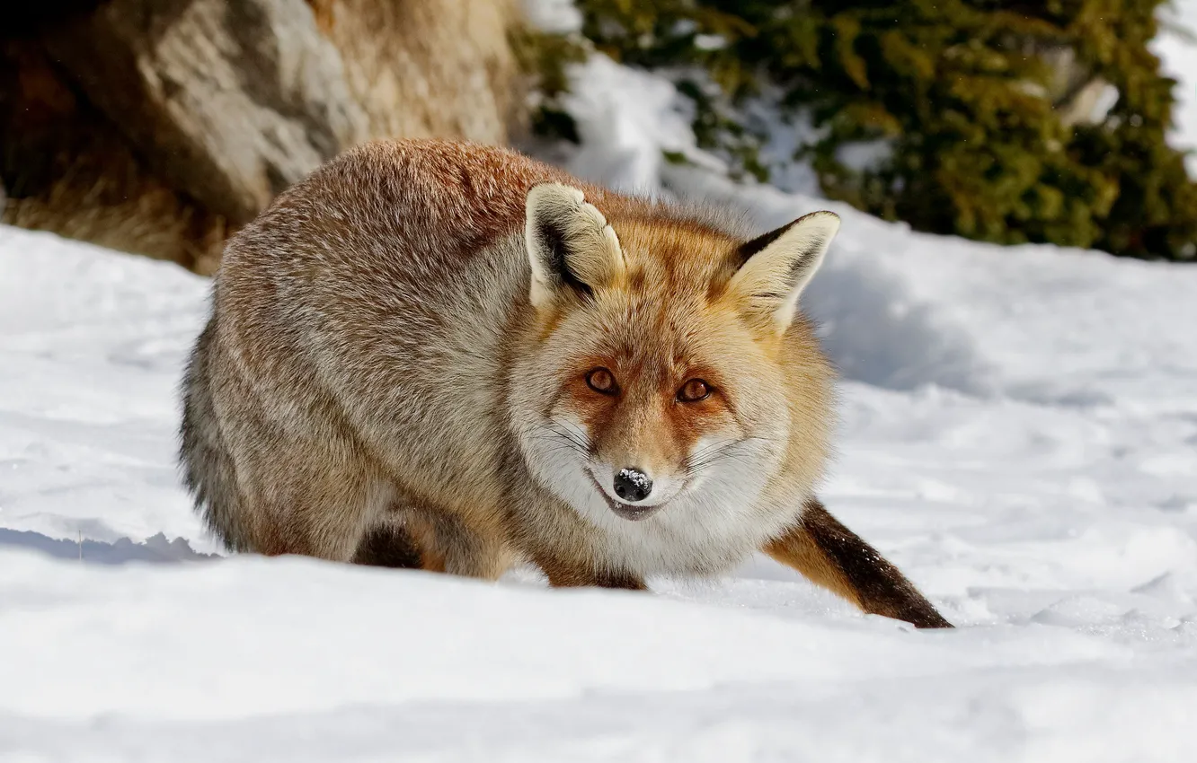Photo wallpaper winter, look, face, snow, nature, pose, paw, Fox