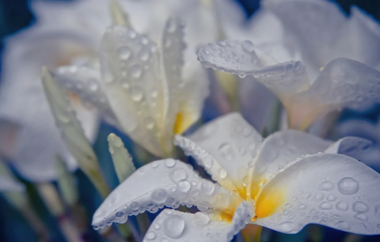 Photo wallpaper water, drops, flowers, white