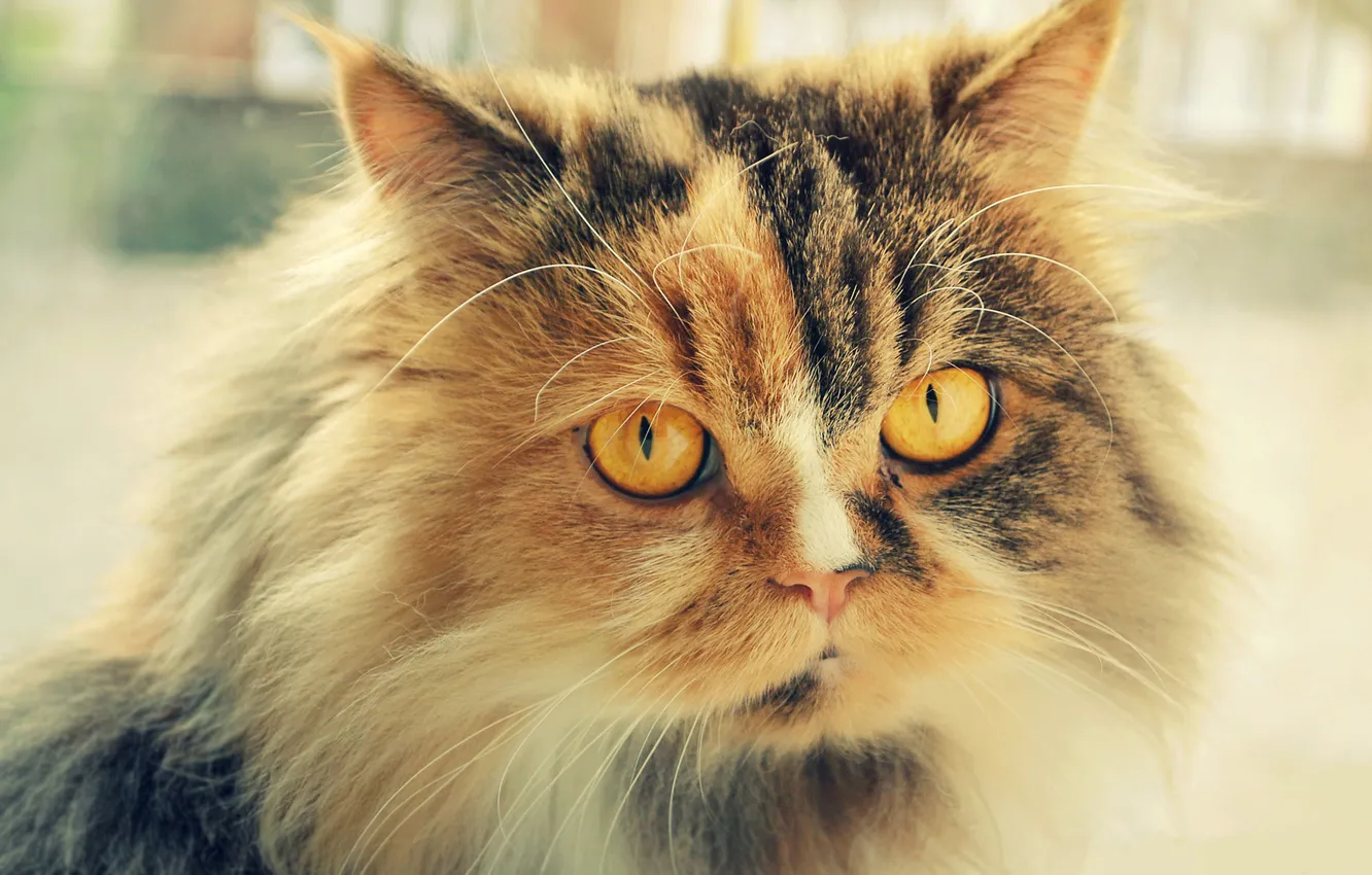 Photo wallpaper cat, cat, face, fluffy, fur, Kote