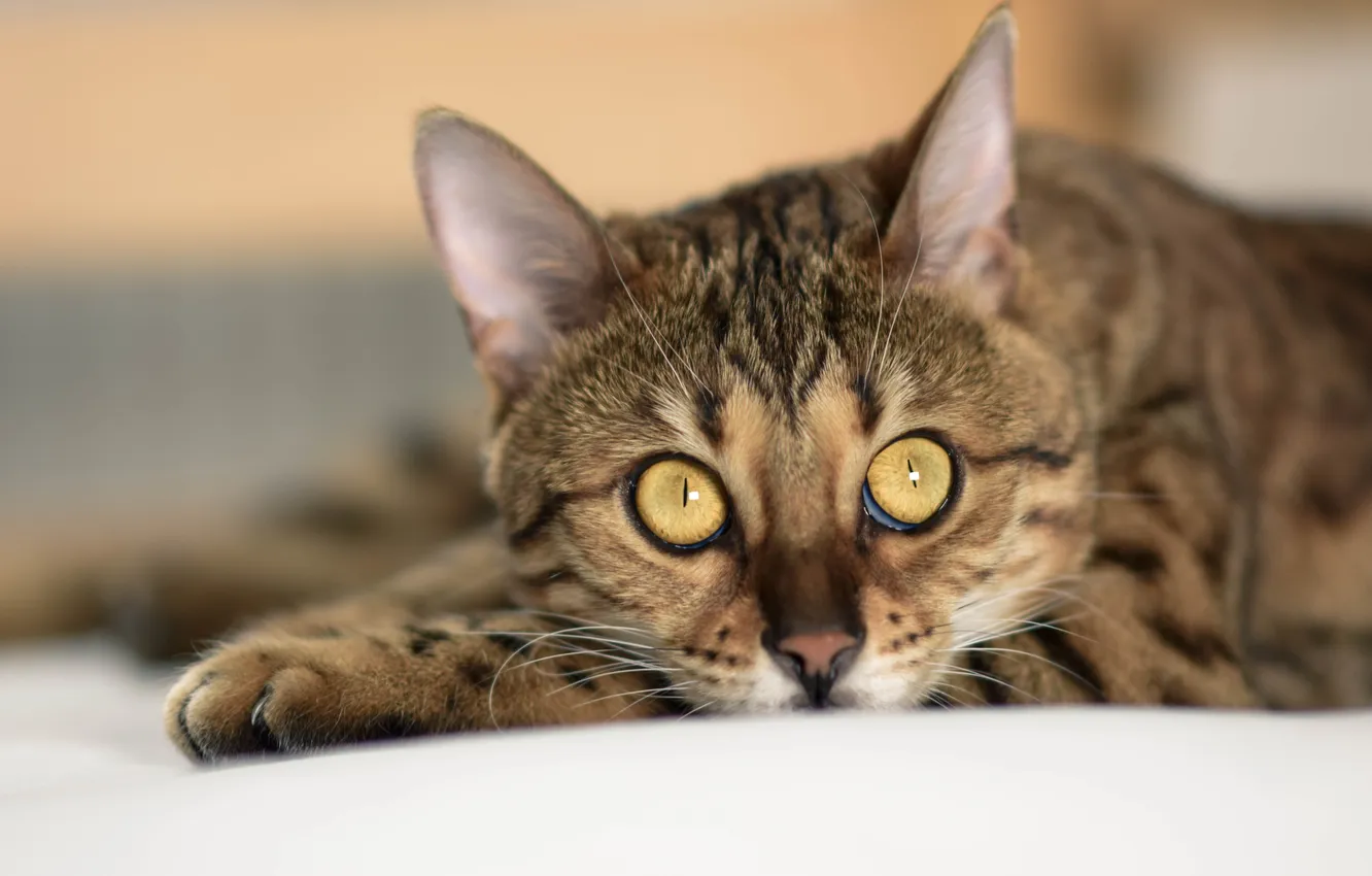 Photo wallpaper cat, cat, wool