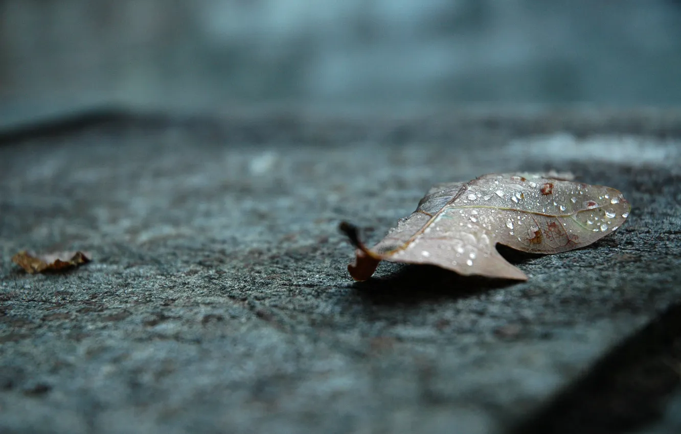 Photo wallpaper autumn, water, drops, rain, leaf, lies, oak