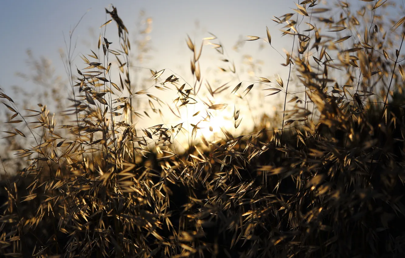 Photo wallpaper grass, light, nature