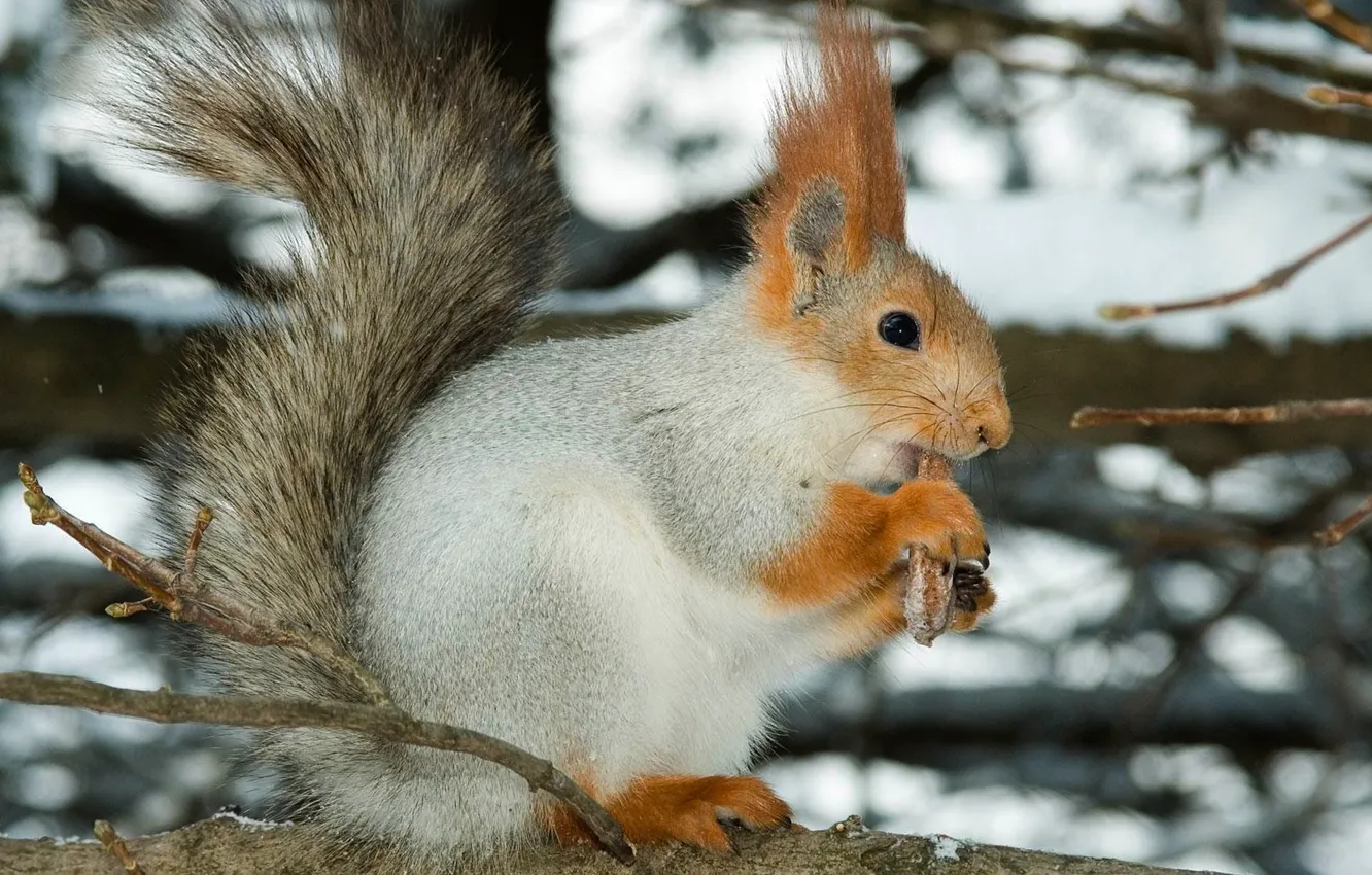 Photo wallpaper branch, food, Squirrel in winter plumage