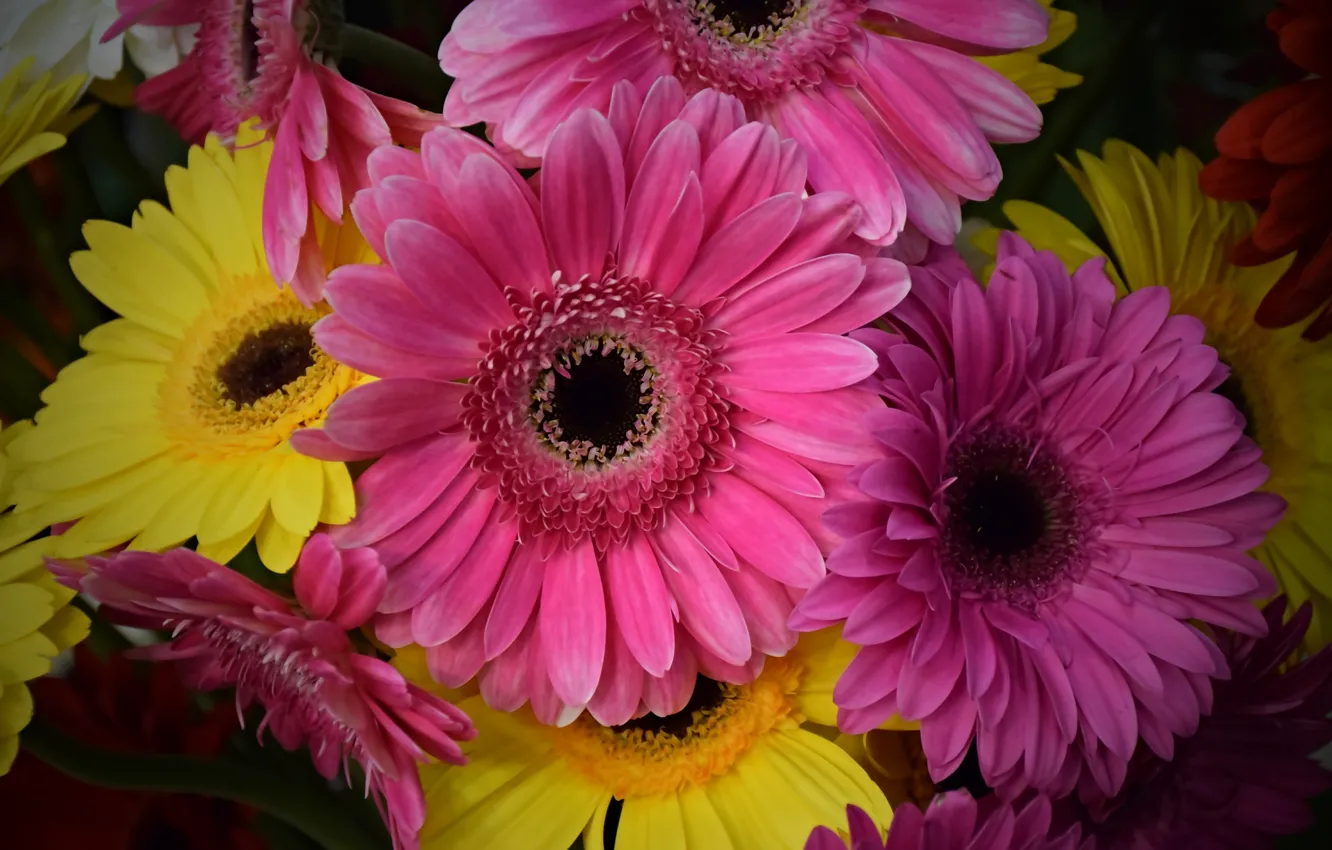 Photo wallpaper Flowers, Colors, Gerbera, Gerbera, Pink gerbera
