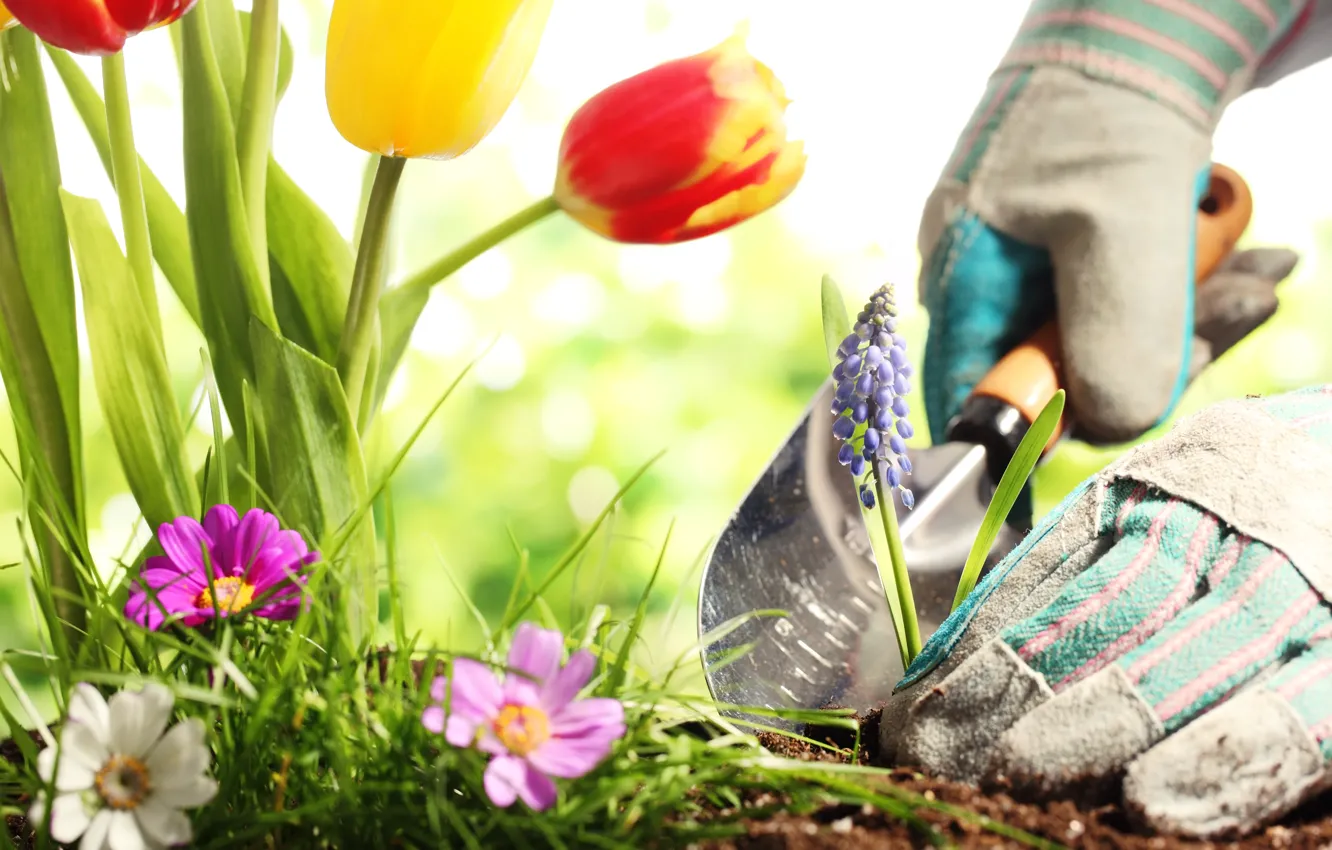 Photo wallpaper Earth, flowers, gloves