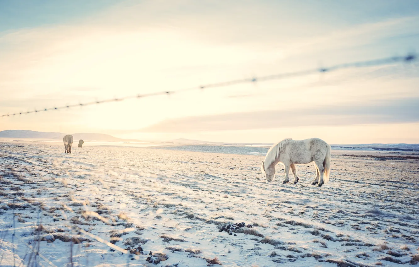 Photo wallpaper winter, field, the sky, clouds, light, snow, horse, hills