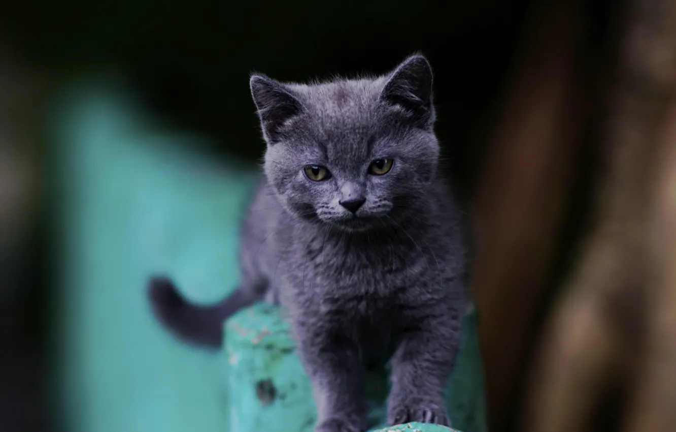 Photo wallpaper eyes, baby, cat