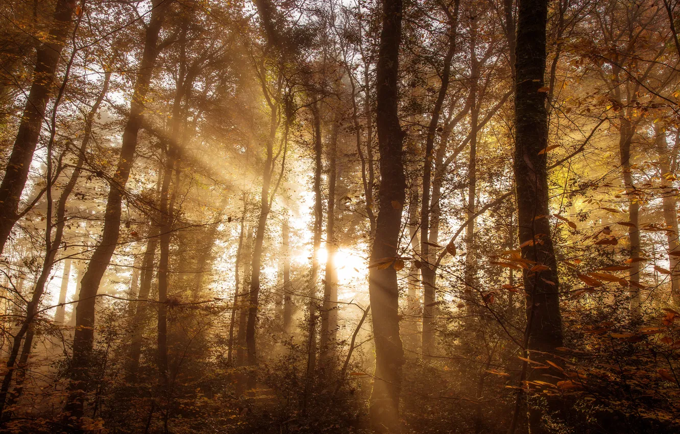 Photo wallpaper autumn, forest, leaves, the sun, rays, light, trees, branches
